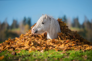 Adorable little pony lying in a pile of  leaves in autumn