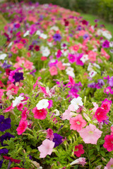 Beautiful multicolor of Petunia flowers in garden close up.