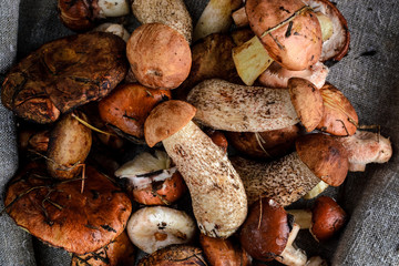 a lot of mushrooms on a gray background