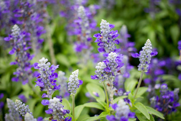 Beautiful lavenders close up in the garden with blurred larvender field background.