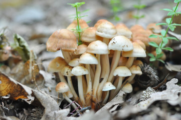 Group of mushrooms on forest floor. Mushrooms in the wild