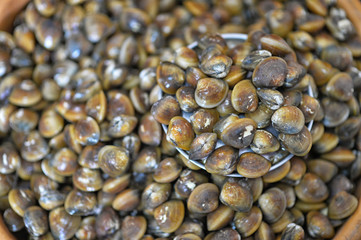 Fresh Mussels  seafood