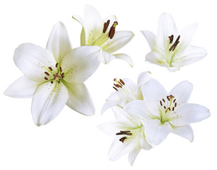 Naklejka na ściany i meble White flowers lily