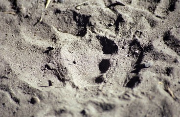 Leopard's footprint, Okavango Delta, Botswana