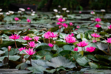 Fototapeta na wymiar Blossom pink lotuses or water lily, which is symbolic of purity of the body, speech, and mind, in Buddhism, in pond