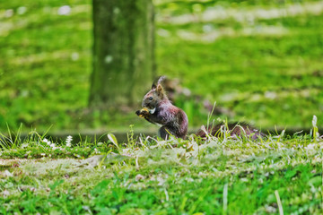  black squirrel eating a nut closeup in the grass