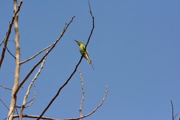 green bee eater in the gambia
