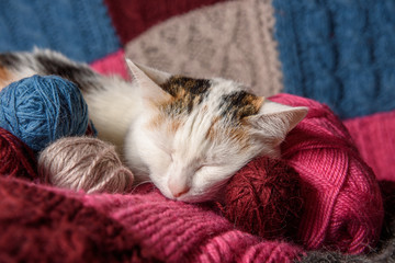 The cat sleeps on a woolen blanket.