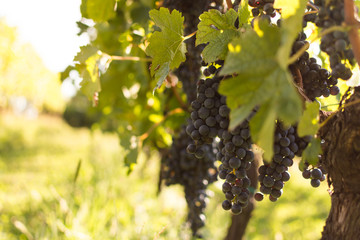 View of vineyard with ripe grapes at sunset. Ripe grapes ready for harvest in autumn. Beautiful golden evening light.