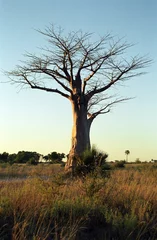 Papier Peint photo autocollant Baobab Baobab, Okavango Delta, Botswana