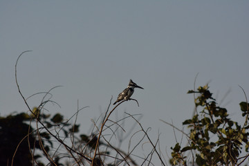 pied kingfisher in the gambia