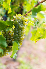 View of vineyard with ripe grapes at sunset. Ripe grapes ready for harvest in autumn. Beautiful golden evening light.