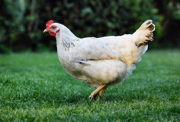 Hen in nature, Chicken