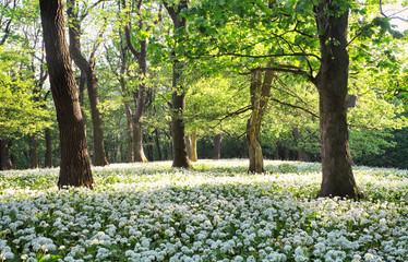 Fototapeta premium Las zieleni krajobraz z drzewem i białymi kwiatami