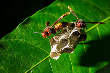 Big wasps.