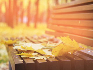 autumn leaves on a bench in the woods, Red and Orange Autumn Leaves Background