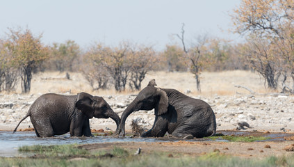 Elephants