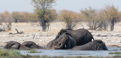 Elephants