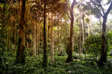 Tropical rain forest in Brazil