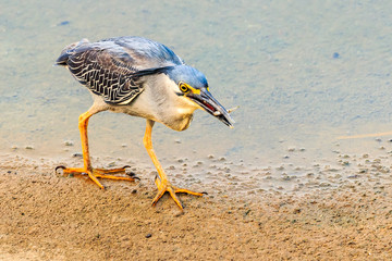 Striated Heron