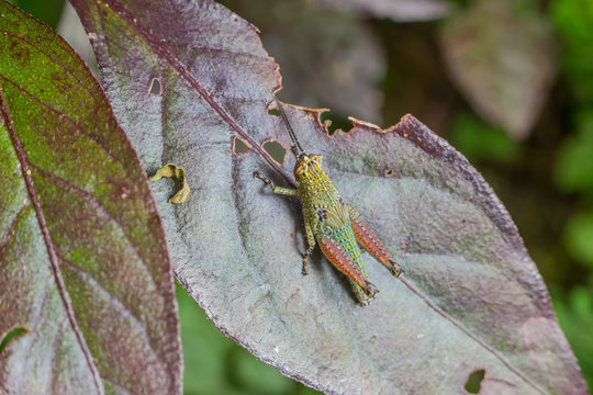 colorful grasshopper on green leaf