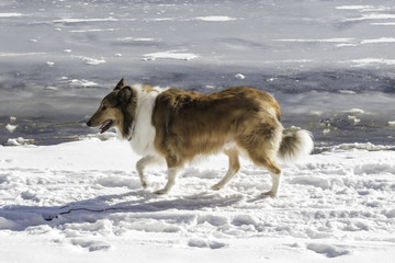Collie Dog on Winter Beach