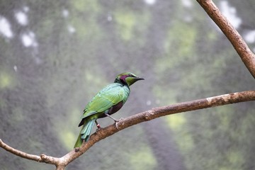Fototapeta premium Emerald Starling (Lamprotornis iris)