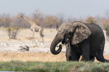 Elephants