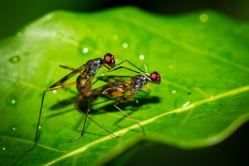 Fototapeta premium Insect.