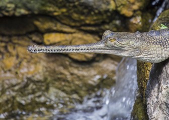 Gharial (Gavialis gangeticus)