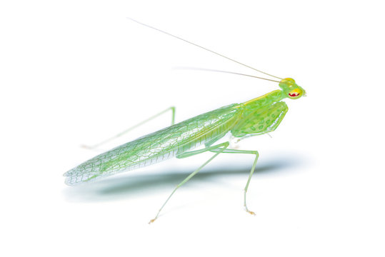 Tropidomantis or praying mantis isolated on white background