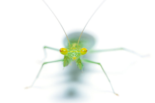 Tropidomantis or praying mantis isolated on white background