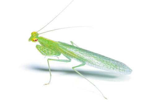 Tropidomantis or praying mantis isolated on white background