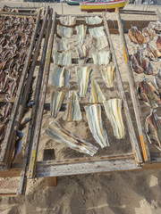 Portugal - Nazaré - Poissons séchés sur une grille