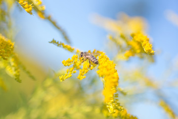 Solidago, goldenrod yellow flowers in summer. Lonely bee sits on a yellow flowering goldenrod and collects nectar