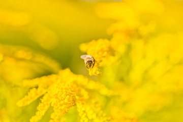 Solidago, goldenrod yellow flowers in summer. Lonely bee sits on a yellow flowering goldenrod and collects nectar