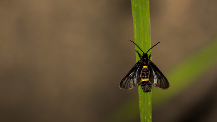 Little moth.