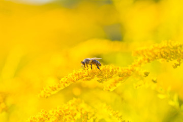 Solidago, goldenrod yellow flowers in summer. Lonely bee sits on a yellow flowering goldenrod and collects nectar