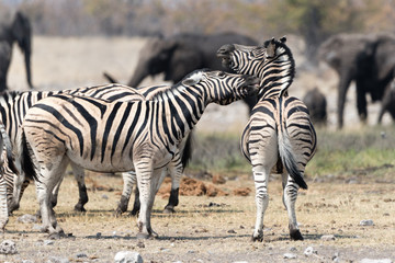 Fototapeta na wymiar Zebras Fighting