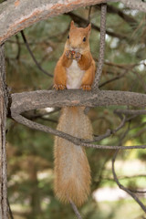 squirrel on a branch with a nut