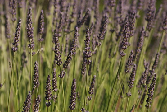 provence