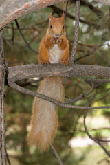 squirrel sits on a branch with a nut
