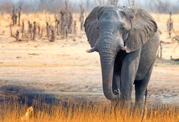 Fototapeta na wymiar Large Bull Elephant walking across the dry arid plains in Hwange