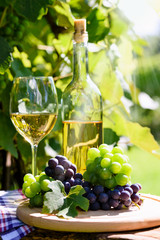 Fototapeta na wymiar Wine and fresh grapes in a rustic vineyard