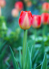 Naklejka premium Close up of a single red and cream tulip with a natural garden background