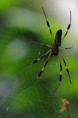 Araignée du Costa Rica sur sa toile