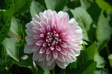 dahlia