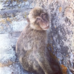 Singe au rocher de Gibraltar, Espagne