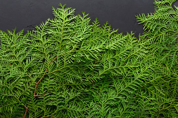 Green thuja tree branches background © Prostock-studio