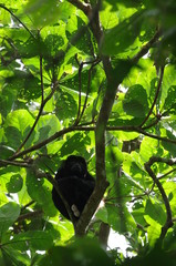 Singe hurleur dans un arbre